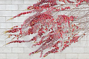 Red ivy creeper leaves on a white building wall photo