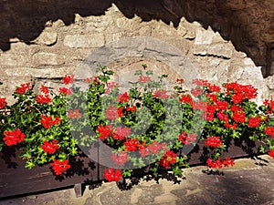 Red ivy geranium or cascading geranium, Pelargonium peltatum.