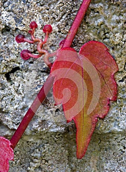 Red Ivy on Gray Wall