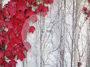 Red Ivy on gray wall