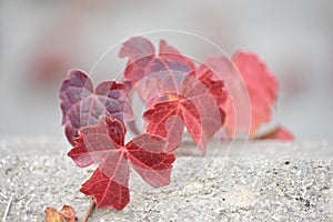 Red Ivy growing over cement ledge