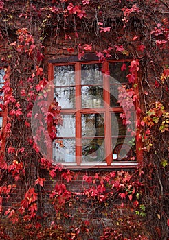 Red ivy leaves around the window