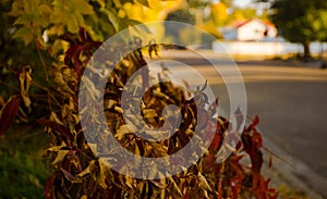 Red Ivy Leaves In Autumn