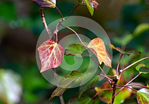 Red ivy leaves