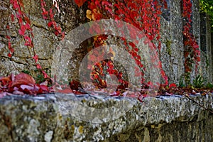 Red Ivy on Stone Wall