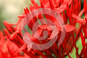 Red ixora