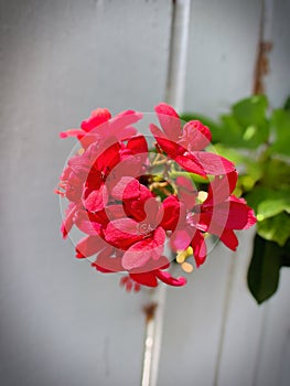 Red Ixora