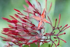 Red ixora bloom single selective focus with copy space.