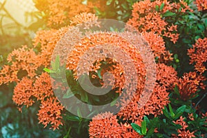 Red Ixora coccinea flower