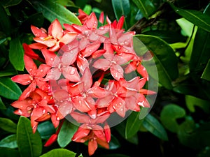 Red Ixora coccinea , Ixoracoccinea Is a shrub belonging to the family rubiaceaeThe nature of the flowers is caused by being togeth