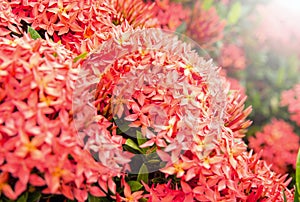 Red ixora flower