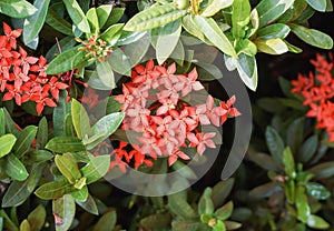 Red Ixora flower