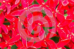 Red Ixora flower