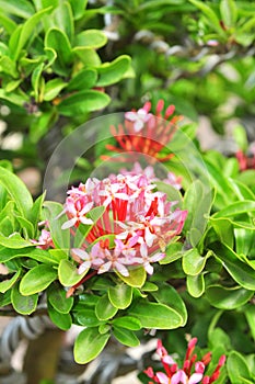 Red ixora flower