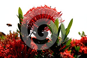 A red Ixora flower stands out in bright daylight, with insects attracted to its vibrant flowers.