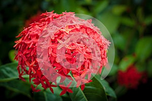 Red Ixora flowers