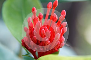 Red Ixora flowers