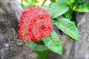 Red Ixora flowers