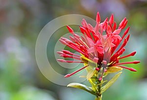 Red ixora flowers