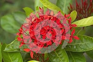 Red Ixora flowers in bloom