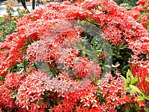 Red ixora flowers close ups on the tree