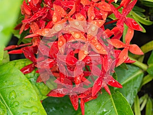 Red Ixora Flowers After Rain