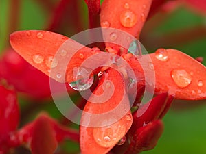 Red Ixora Flowers After Rain