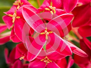 Red Ixora in Jamaica