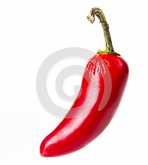 Red Jalapeno hot pepper