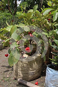 red jamrul on tree in farm
