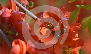 Red Japanese allpe tree blooming