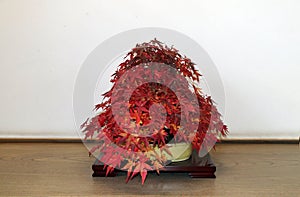 Red Japanese Bonsai Maple on branch of the tree in the pot on the wooden table.