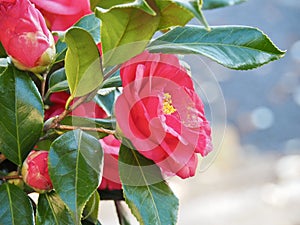 Red Japanese Camellia