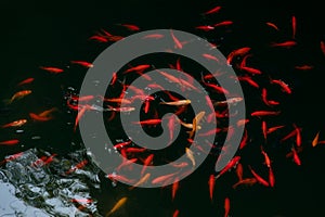 Red Japanese carps koi fish in the black pond