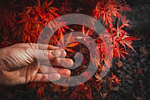 Red Japanese maple