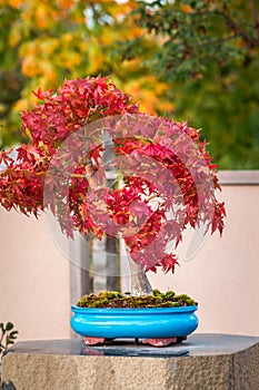 Red Japanese maple bonsai tree changing colors in the garden