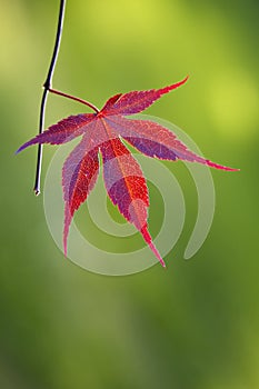 Red Japanese Maple leaf