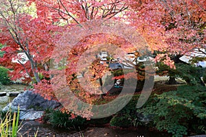 Red Japanese Maple Leaf on branch of the tree in the garden.