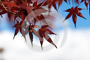 Red Japanese Maple Leaf on the tree with background out focus white and blue sky.