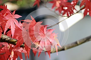 Red Japanese Maple Leaf on the tree with sunlight. The leaves change color from green to yellow, orange and red.