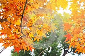 Red Japanese Maple leave in autumn