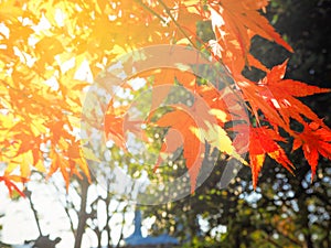 Red Japanese Maple leave in autumn