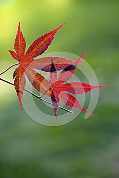 Red Japanese Maple leaves