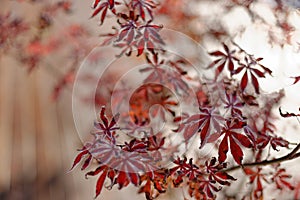 Red Japanese maple leaves