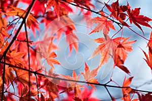 Red japanese maple leaves