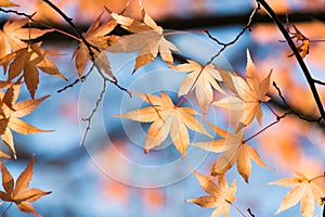 Red japanese maple leaves