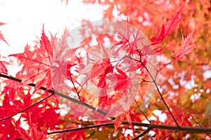 Red japanese maple leaves