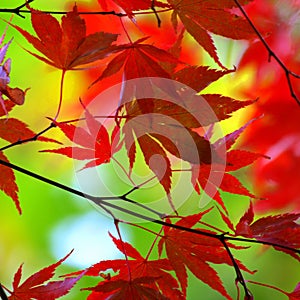 Red japanese maple leaves