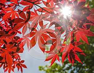 Red Japanese Maple Leaves Against Blue Sky