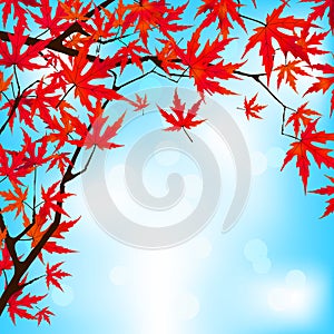 Red Japanese Maple leaves against blue sky. EPS 8